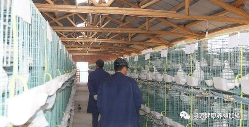 國務院出臺專項政策，家禽業(yè)迎來發(fā)展新機遇