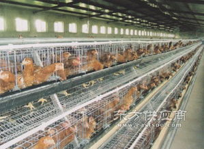 五蓮縣煜鑫畜牧機械廠 專業(yè)家禽養(yǎng)殖設備供應商