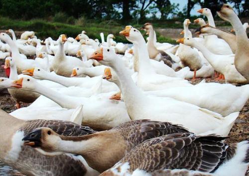 農村放養(yǎng)家禽的可行性與實踐指南
