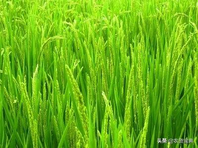 2020年全國農作物病蟲害發生情況分析 預計達45億畝次，小麥為重災區