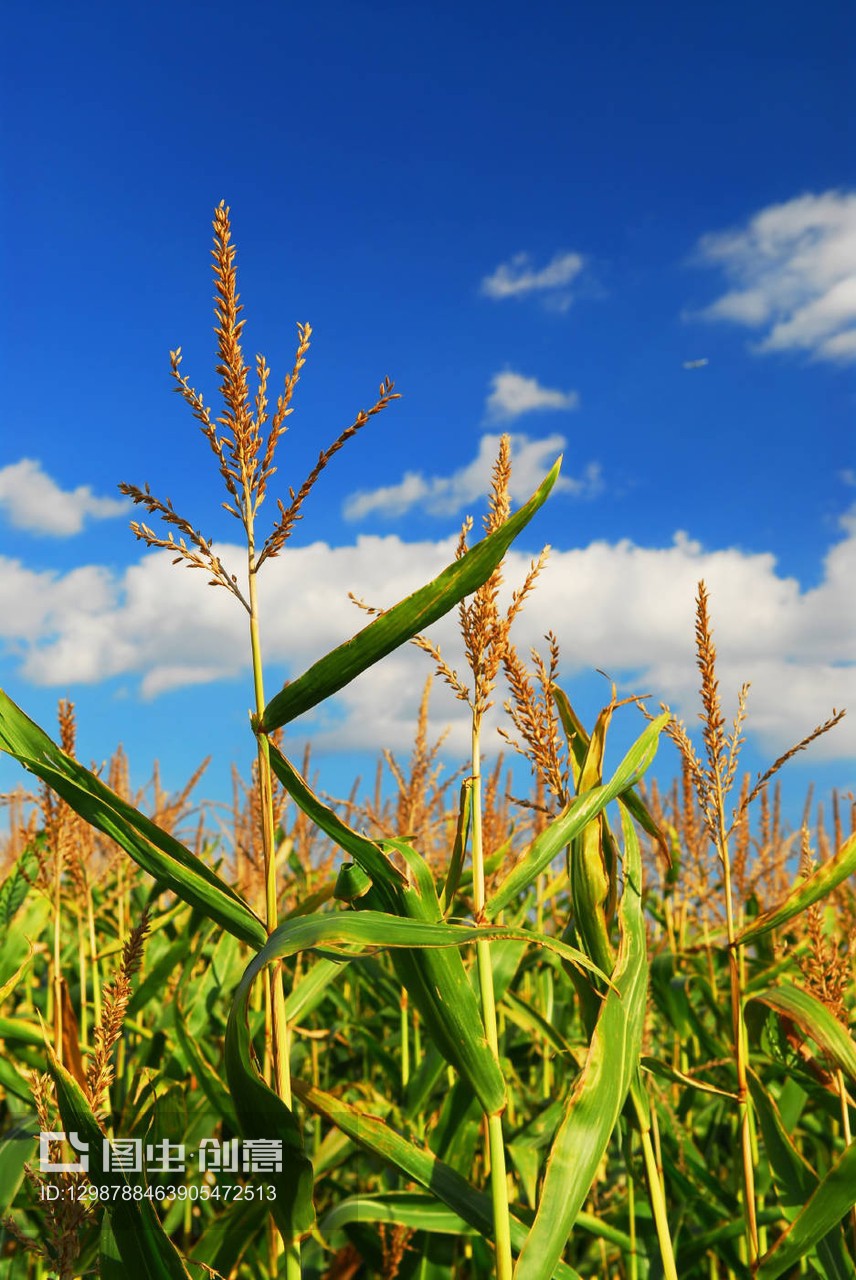玉米地苗木 現代農業的綠色希望