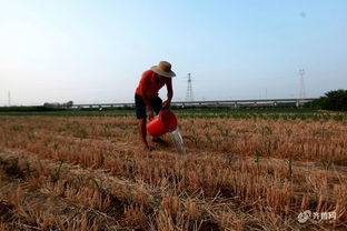 臨沂平邑縣啟動抗旱Ⅳ級響應(yīng)，全力保障農(nóng)作物與苗木生長