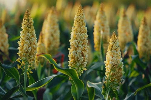 秋收時(shí)節(jié)的高粱種植基地 紅穗垂金的豐饒畫(huà)卷