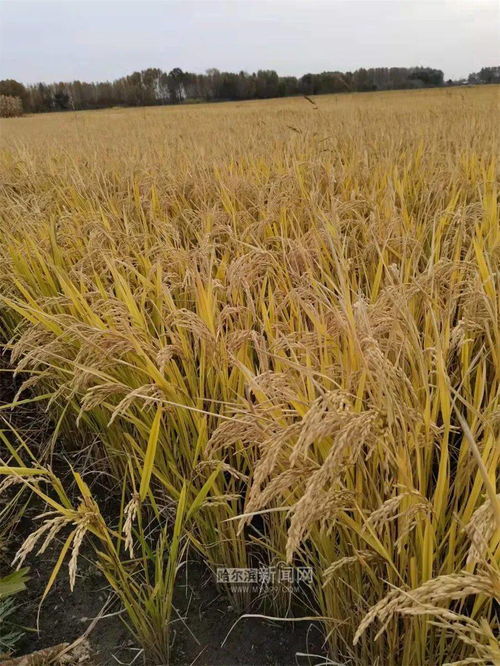 黑龍江秋收過(guò)半，農(nóng)作物收獲面積突破1.23億畝