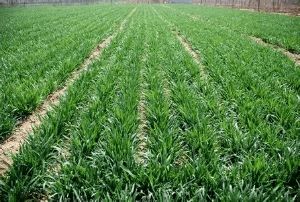 2021年春季主要農(nóng)作物科學(xué)施肥指導(dǎo)意見(jiàn)解讀與實(shí)施建議