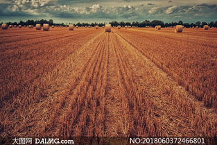 豐收的韻律 從金黃的草捆到青翠的苗木