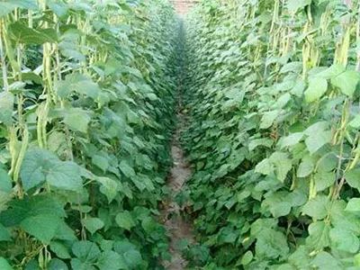 水果類(lèi)經(jīng)濟(jì)作物施用生物有機(jī)肥的科學(xué)指南