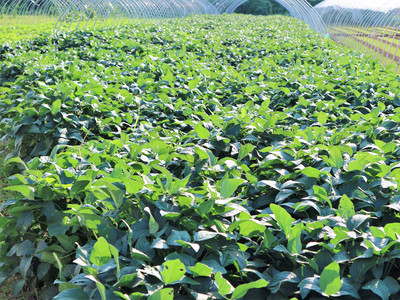 農(nóng)村大嫂巧種反季甜瓜，一年兩茬創(chuàng)收旺，畝入過萬笑開顏